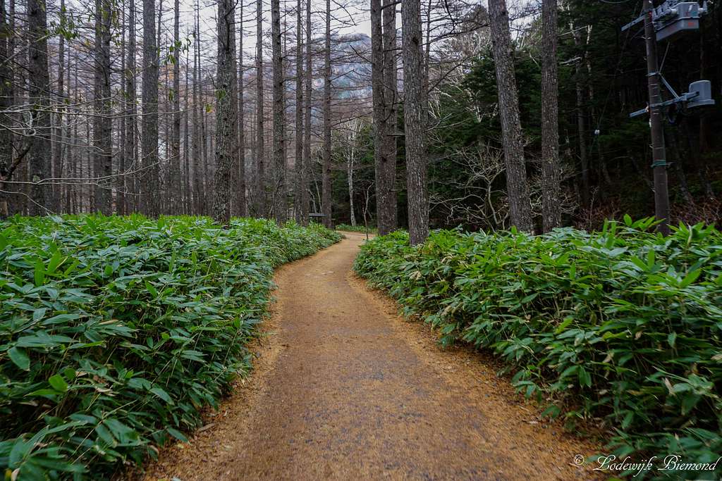Kamikochi Forest Trail