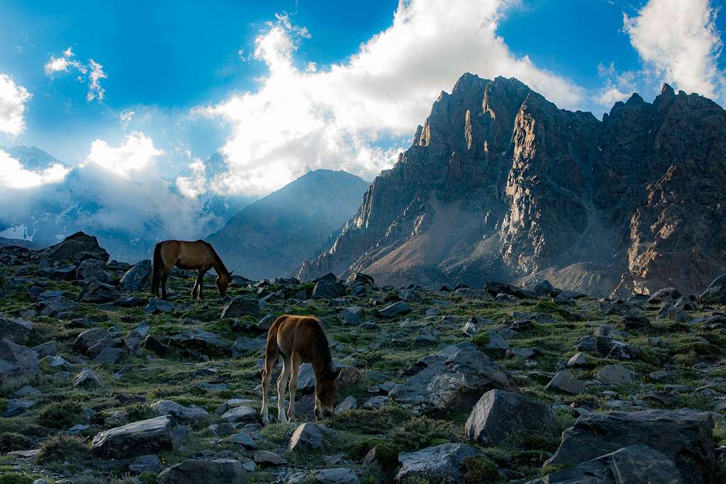 Horses Grazing at Sunset