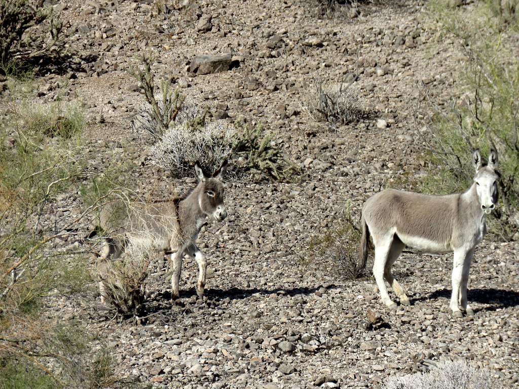 Wild burros, zoomed view