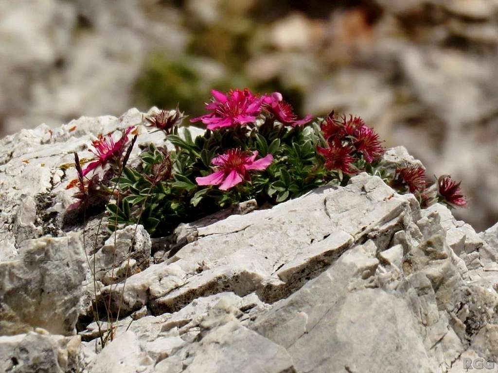 <i>Potentilla nitida</i> growing on the summit of Gran Cir