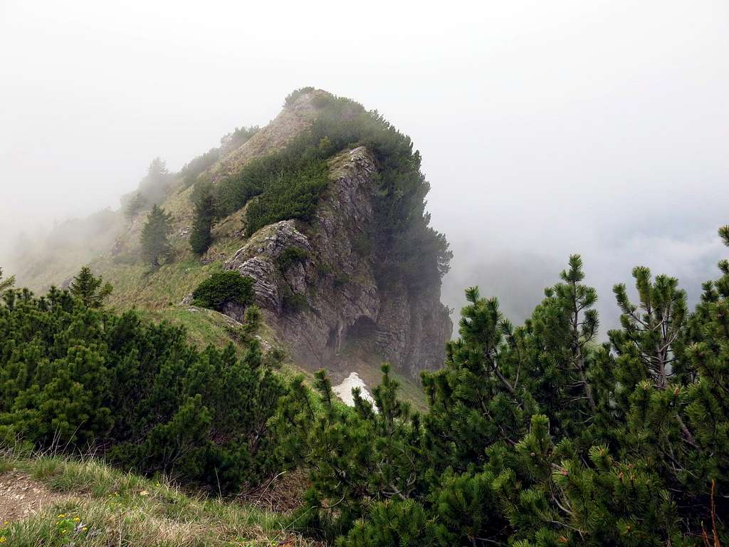 Mountain dwarf pine on Gavardina ridges