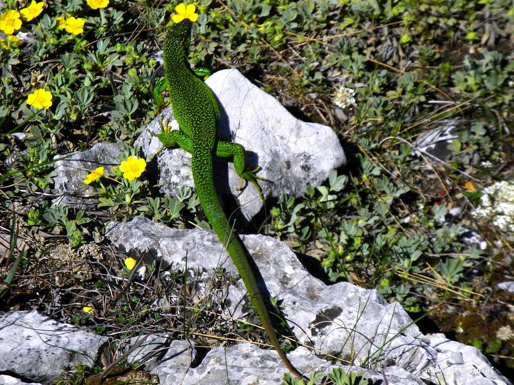 Green Lizard living  on St Victoire summit