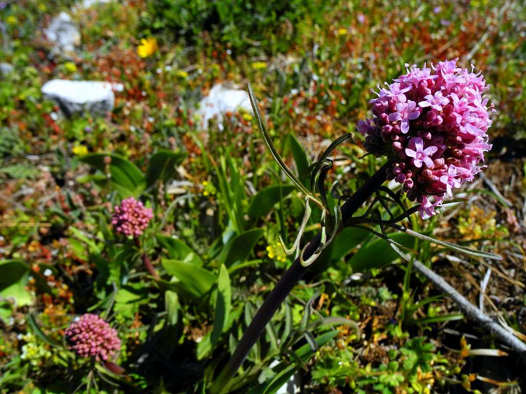 Valeriana Officinalis (Purple Valeriana), summit of Montagne Sainte Victoire