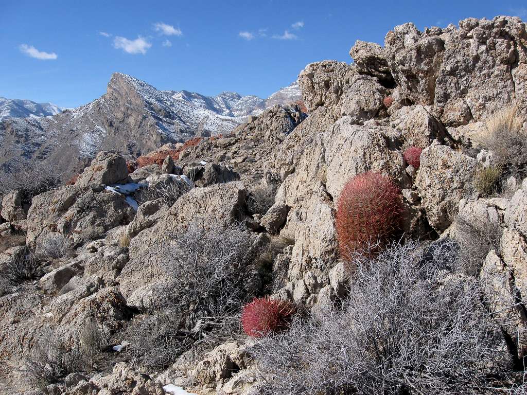 Barrel Cactus & Snow-Capped Peaks