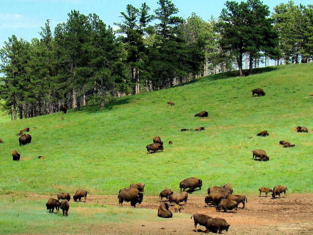 Wind Cave National Park Bison Herd