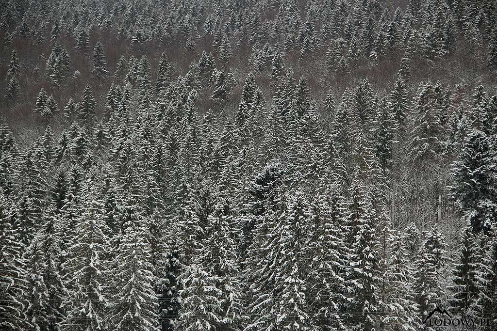White Tatra woods