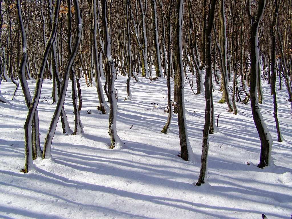 Dense forest on Lipovac