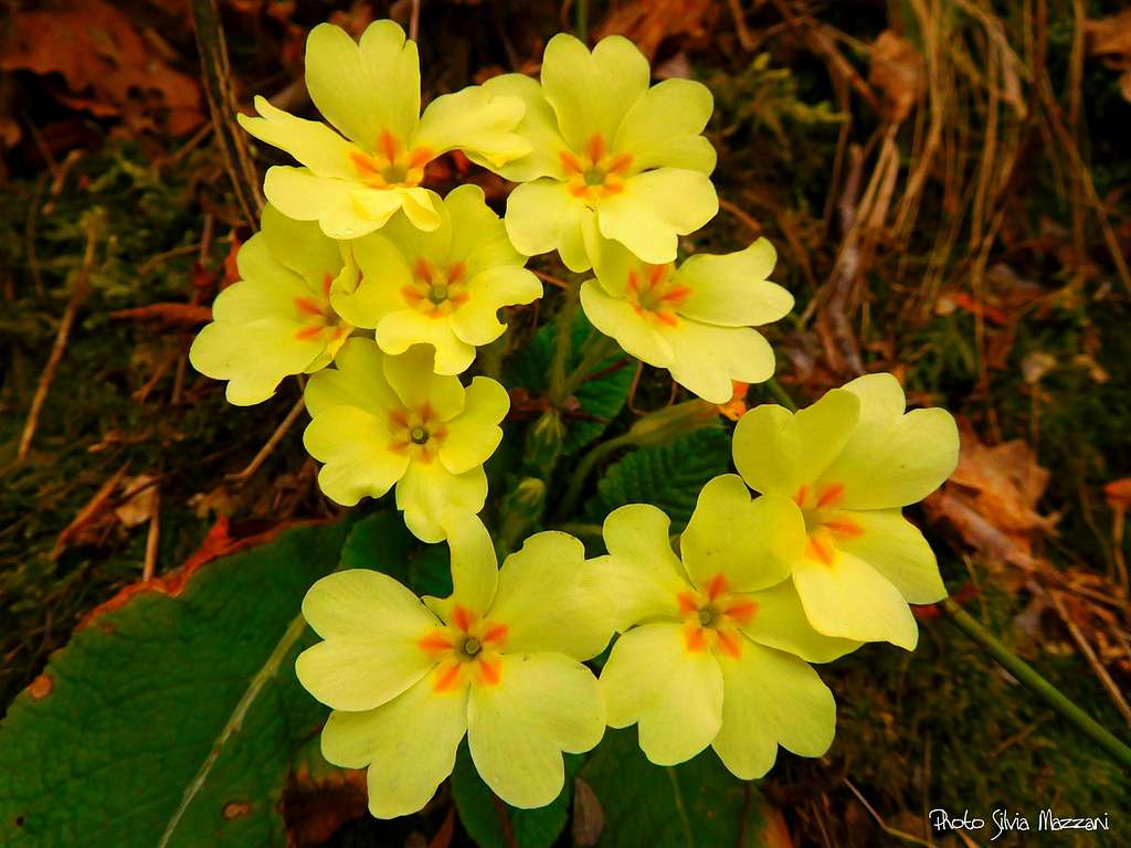 Pioneers of Spring - Primula Vulgaris, Pennarossa