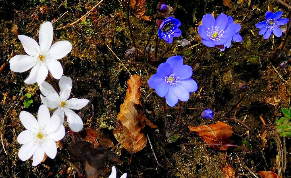White and violet specimens of Anemone Hepatica on the trail to Caplone