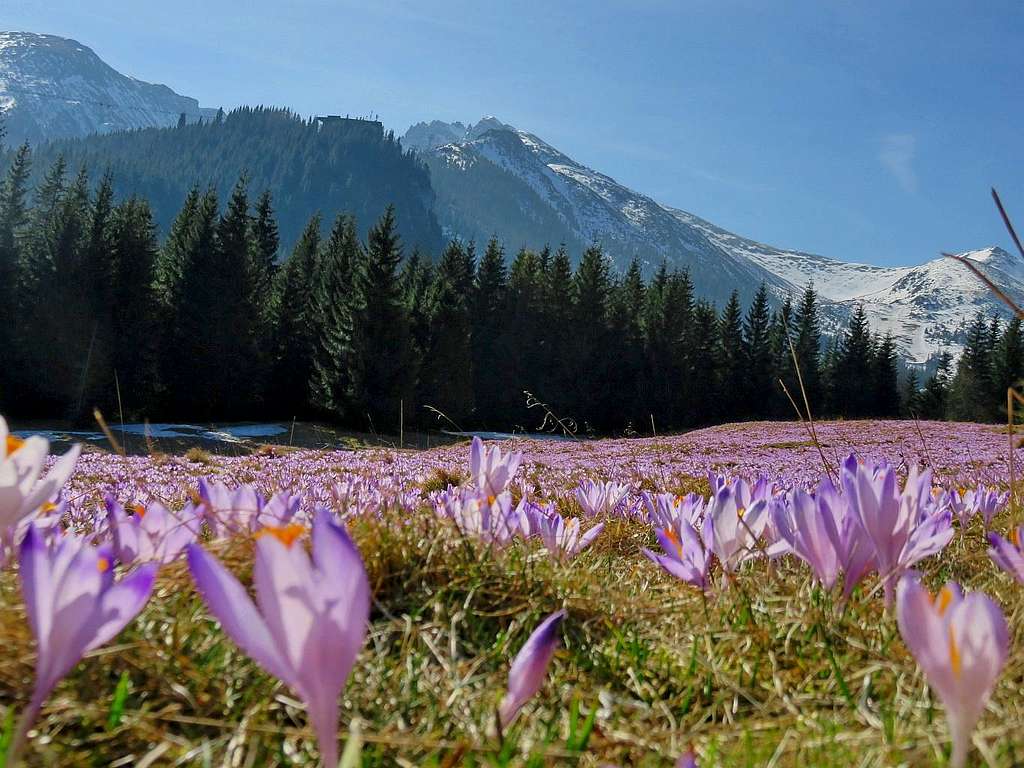 Crocuses with Kasprowy