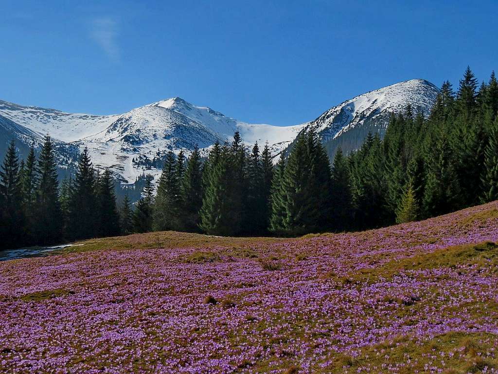 Violet meadow