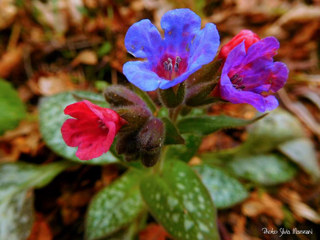 Pulmonaria officinalis