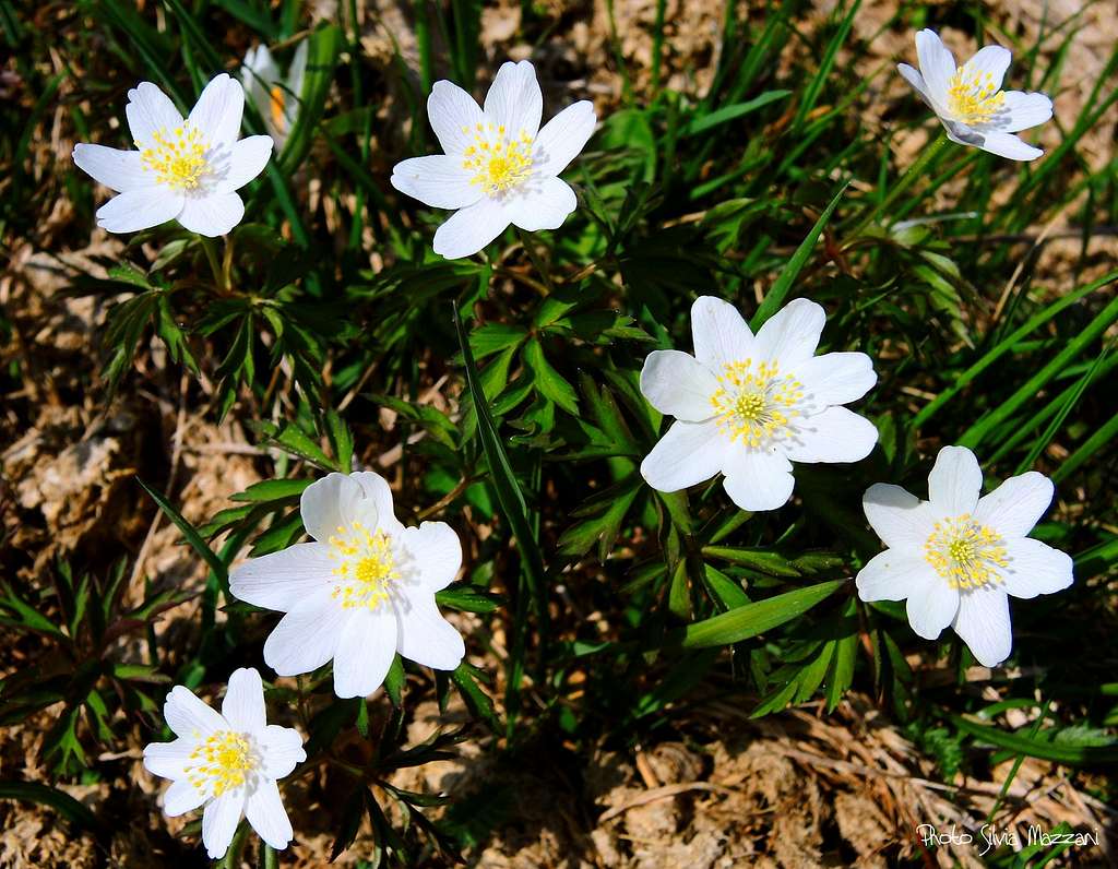 Anemone Nemorosa  (White Anemone), Prealpi Trentine