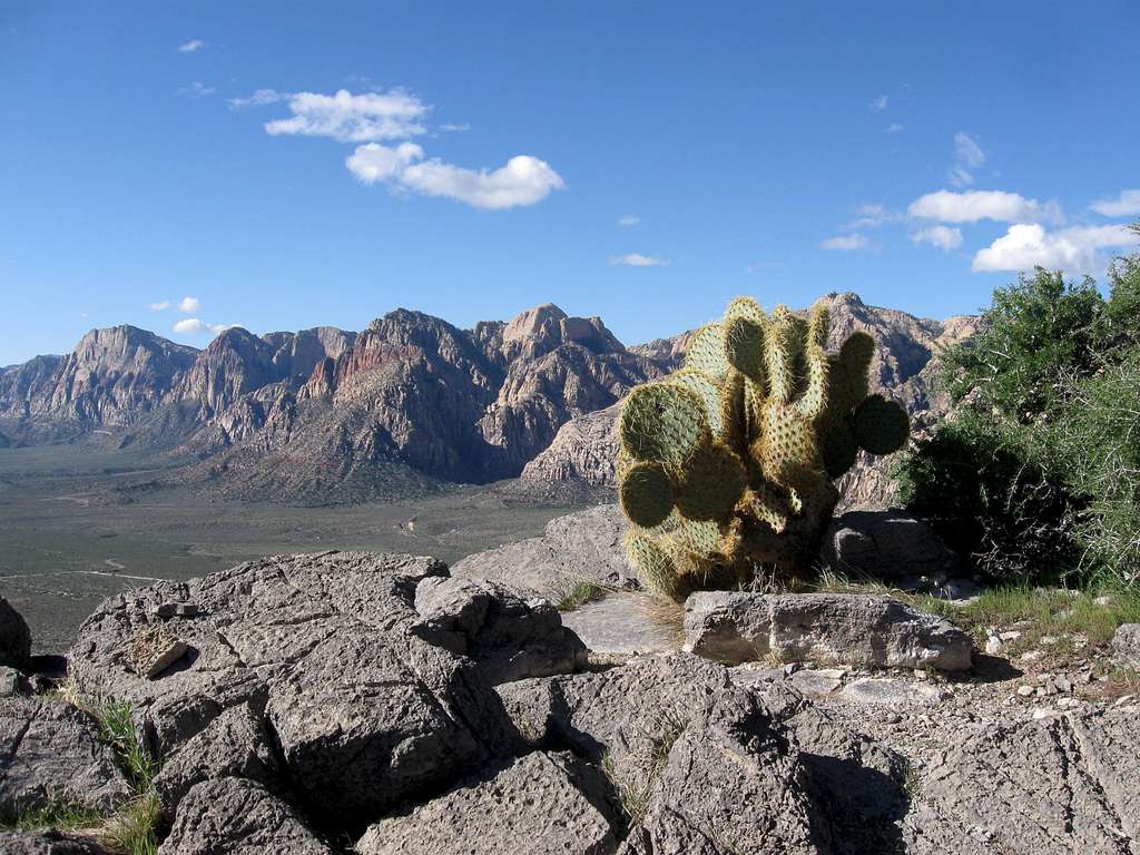 Summit Cactus