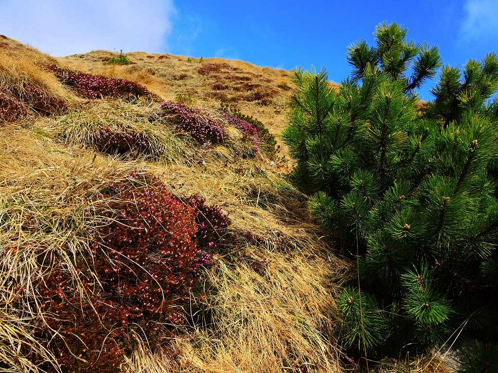 Erica arborea and Dwarf pine on Dosso Alto