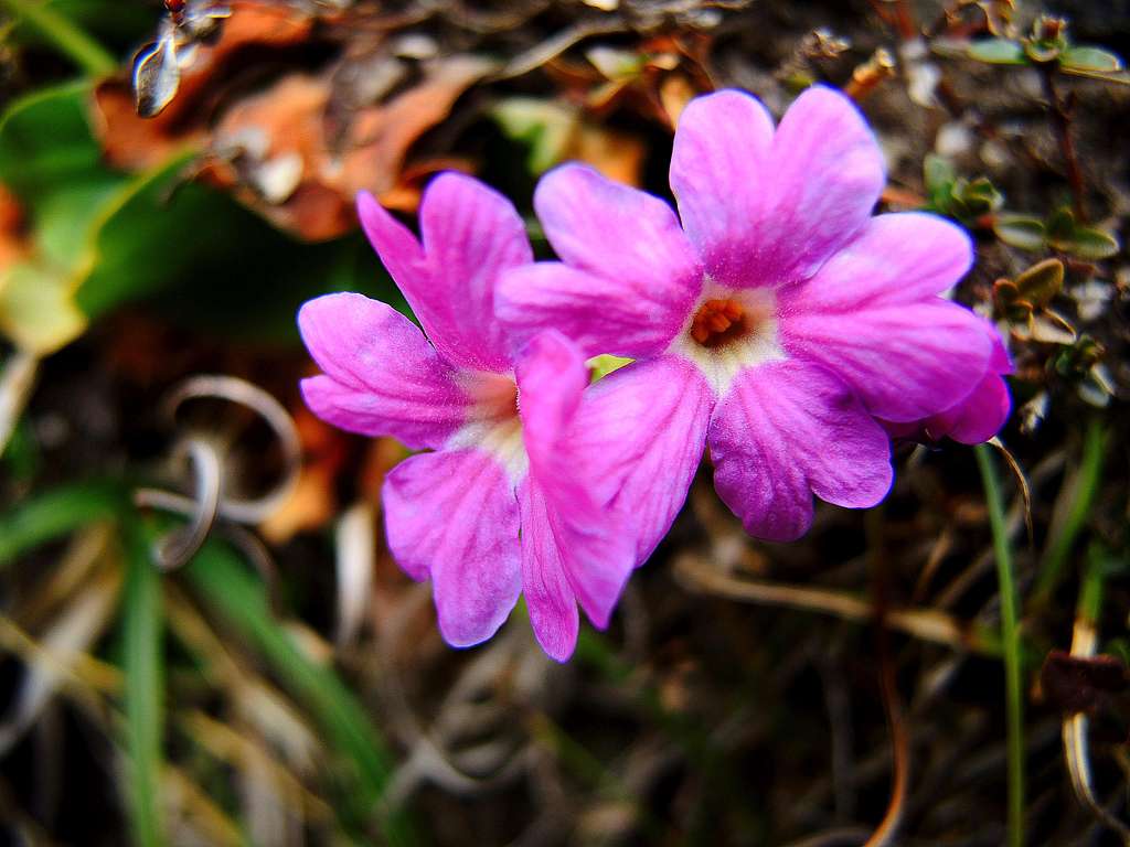 Dosso Alto - A rare specimen of Primula Meravigliosa (Primula spectabilis)