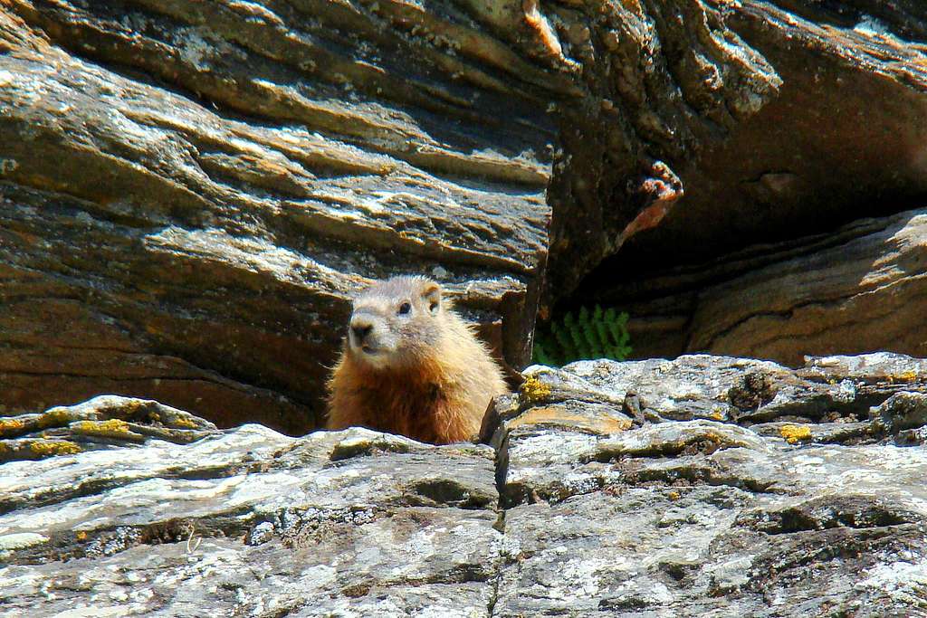 Inquisitive Marmot
