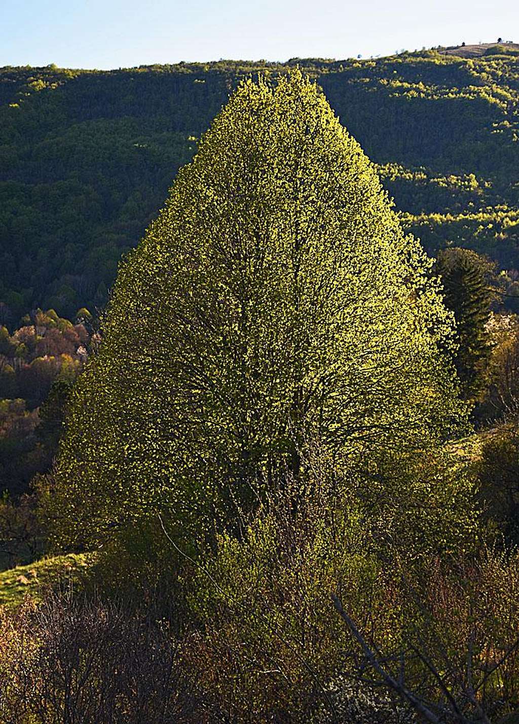 The tree near Dane, Istria