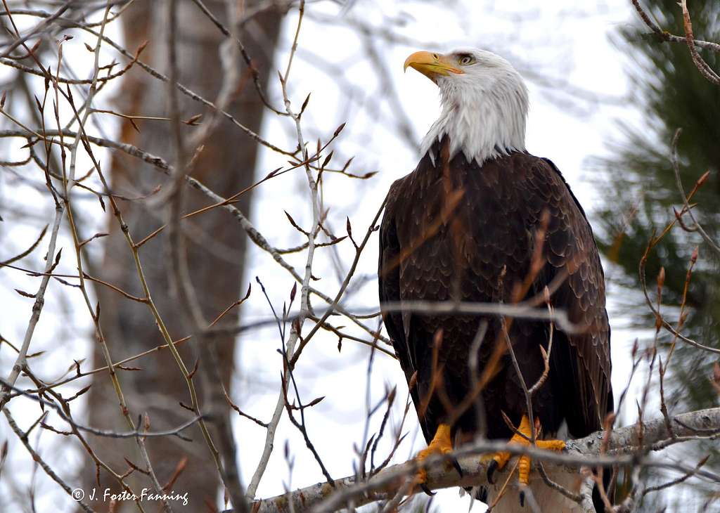Bald Eagle in cottonwood