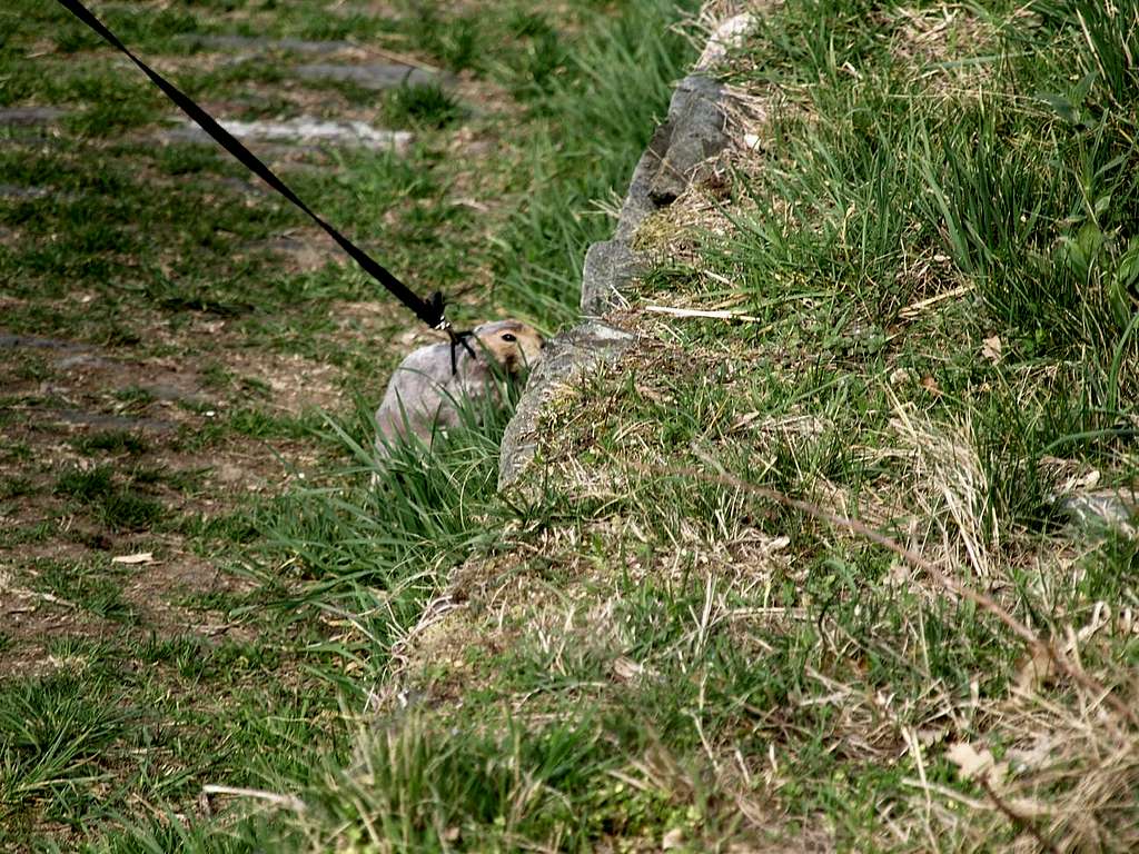 From U.S. Prairie dog at Montjovet-St. Germain 2017