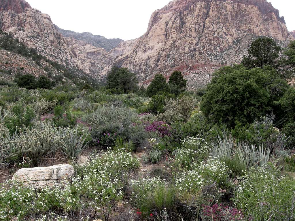 Varied Vegetation in Oak Creek Canyon