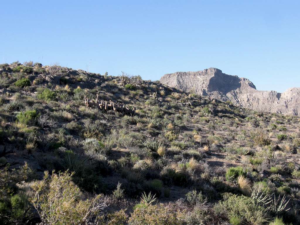 Bighorn Sheep in the La Madre Mountain Wilderness