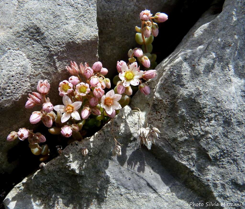 Borracina Cinerea (Sedum glaucum), Alpi Apuane