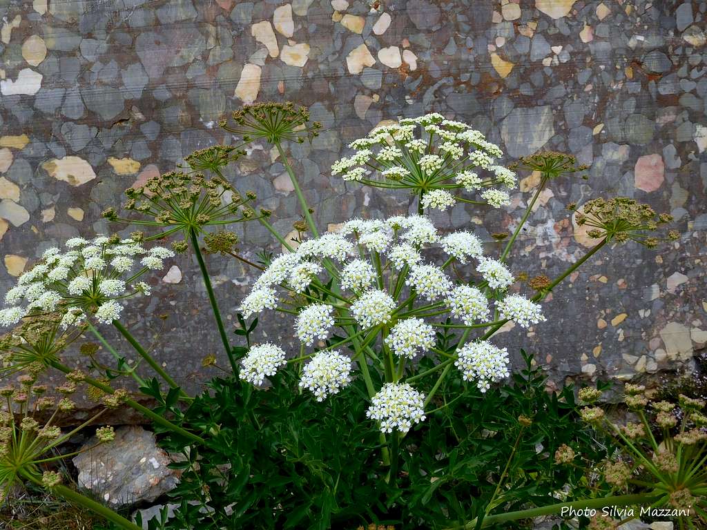 Common hogweed (Heracleum sphondylium), Montagne Sainte-Victoire