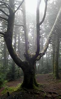 Tree near the summit