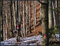 Through the woods of Kamniski vrh