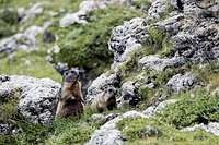 Marmots of the Dolomites