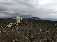 Mountain Goat on Mount Cameron