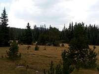 Dagget Lake trail meadow