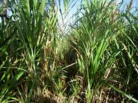 The sword grass is 6-7 feet (2 meters) high down low