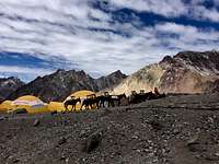 Mules in Base Camp Plaza de Mulas, Aconcagua