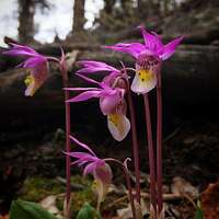 Orchids near Buena Vista Colorado