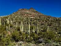 Lots of cactus on the slopes of Apache Peak