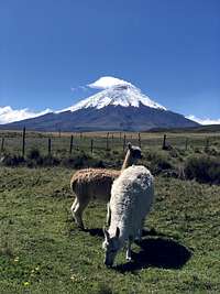 View of Cotopaxi from the valley after a successful summit bid.