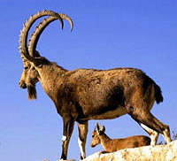 An Ibex in Chitral