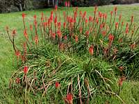 Red flowers near Auburn CA 4 2019