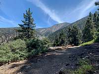 San Bernardino East Peak from John's Meadow Trail