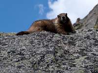 Marmot on Bierstadt