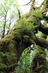 Mossy tree in Tall Trees Grove (Redwood N.P.)