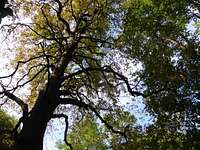 Majestic holm oak tree, Bosco Caproni