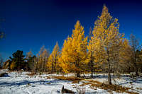 Golden Larch Trees in Autumn near Ulaanbaatar Mongolia-3