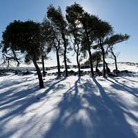 Dartmoor-Pines