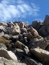 Mountain goat on southwest slopes of Mt Massive