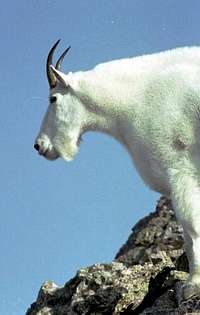 This mountain goat is known...