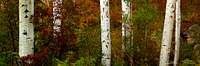 Color-Palette-Fall-Aspen-Trees-1280