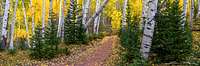 Gateway-To-Peace-Aspen-And-Evergreen-Trees-Colorado-1280
